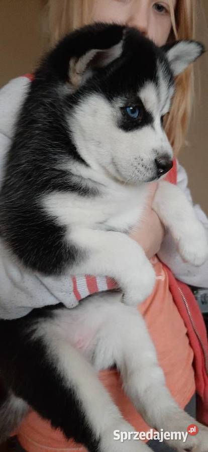 Szczeniak husky suczka wielkopolskie Krzyż Wielkopolski