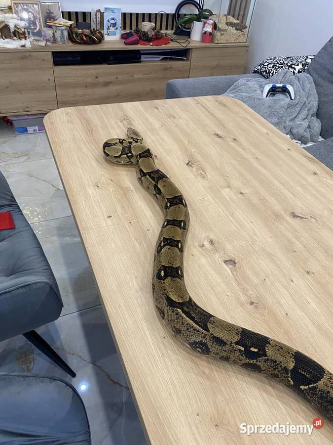 Sprzedam 2 węże Boa i zbożowy Grupa