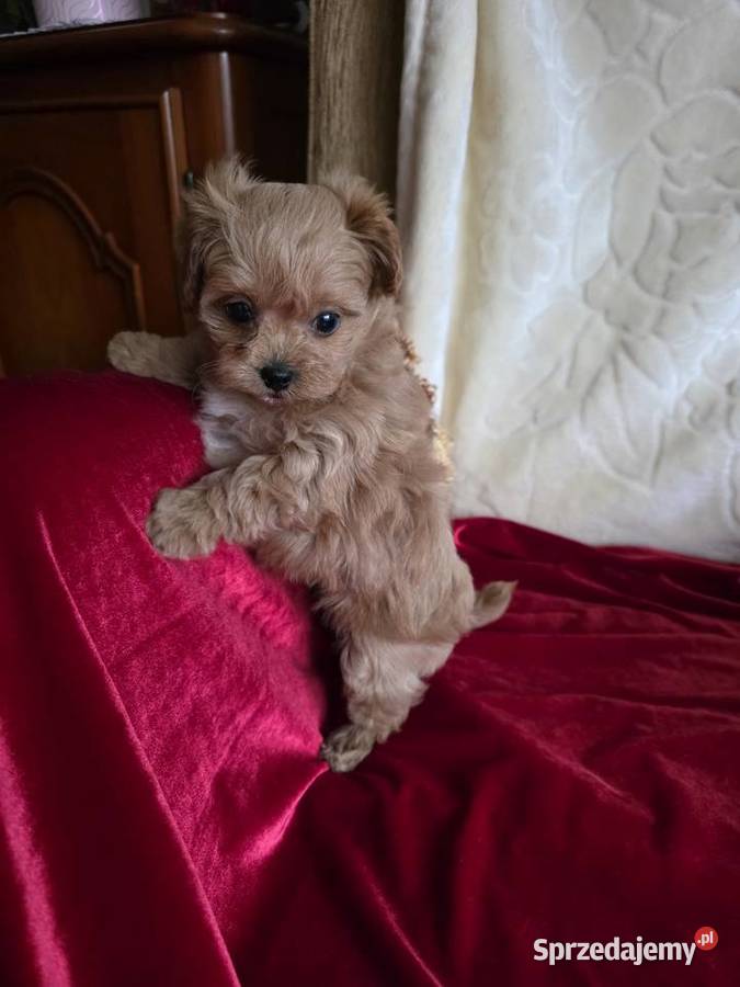 Maltipoo suczka xxs Poznań