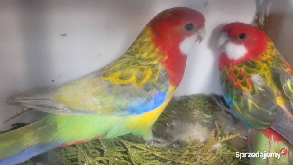 Papugi rozelle białolice Wieliczka