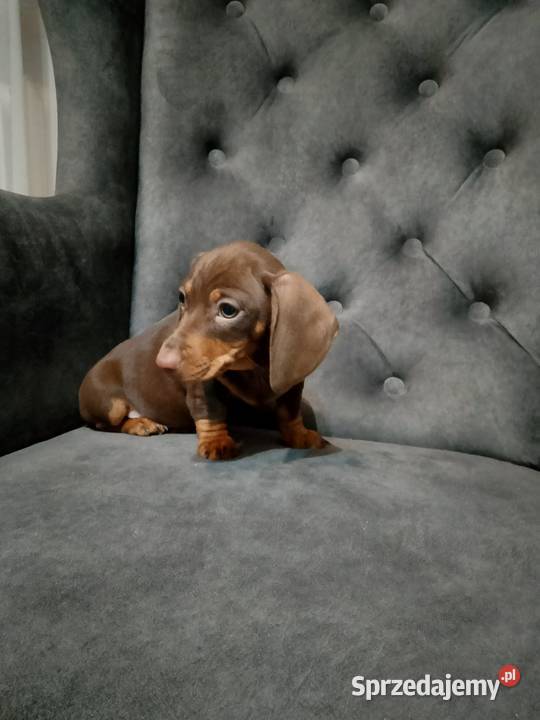 Jamnik czekoladowy piesek Żyrardów sprzedam