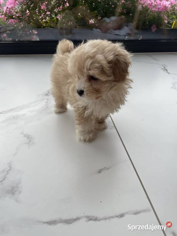 Maltipoo piesek i suczka Częstochowa