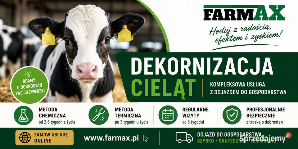 Dekornizacja Cieląt usuwanie zalążków rogów u Turośl