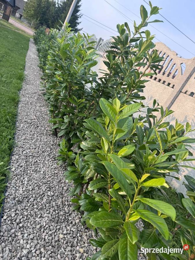 Laurowiśnia Novita zielony żywopłot 80100 Liściaste świętokrzyskie Kielce
