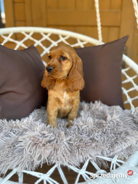 Cudowna mocno złota sunia Cocker Spaniel Cocker Spaniel Warszawa