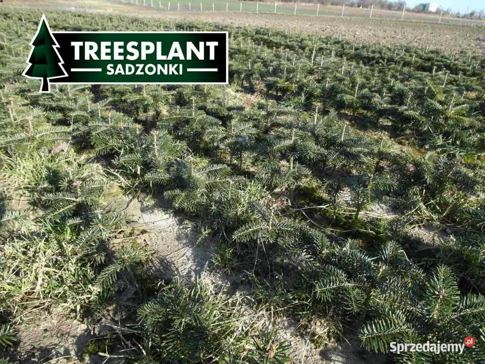 Sadzonki Jodły Kaukaskiej 2030 Na choinki świerk