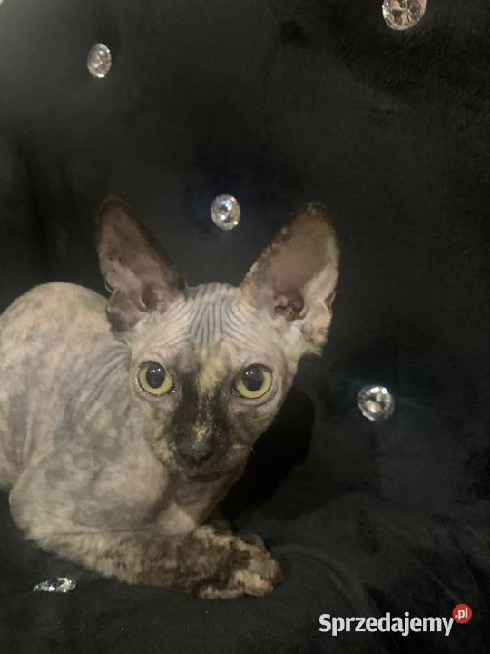 Sfinks Kanadyjski Diablica do odbioru Leszno