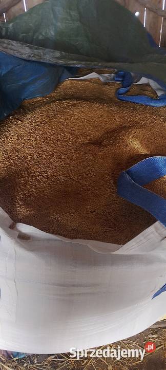 Jęczmień jaryzbiór 2025 Chańcza