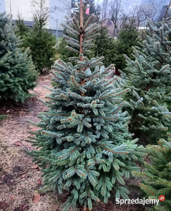 Choinki świeże z własnej plantacji
