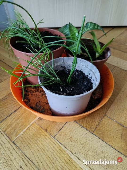 Kwiaty różne odmiany Gdańsk