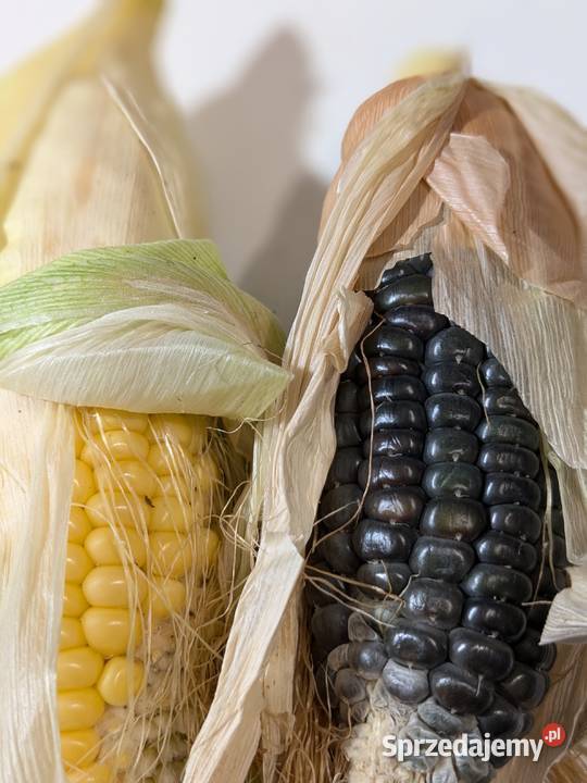 Warzywa Dynia bezłupinowa Cukinia zimowa nasiona Owocowe sprzedam