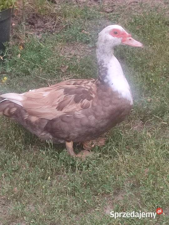 Kaczki francuskie czekoladowe Białystok