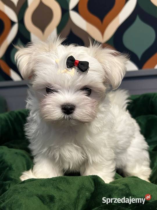 Maltańczyk chłopcy ZKwPFCI Nowojewo