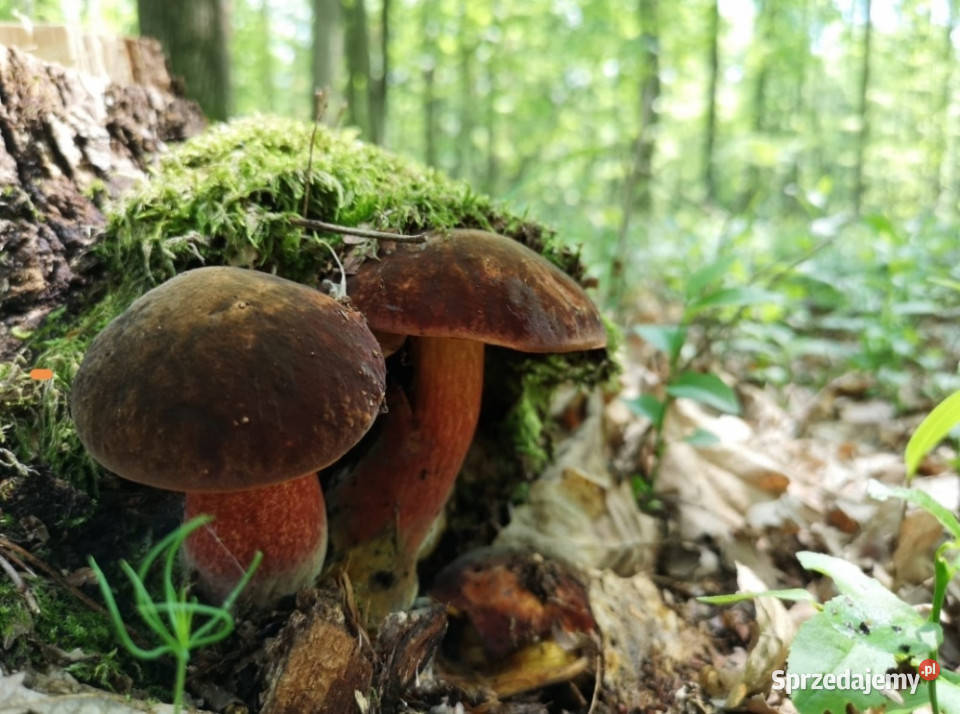 45 min Warszawy PKP A2 S8 CPK 25 min dz budowlana Budy Zaklasztorne