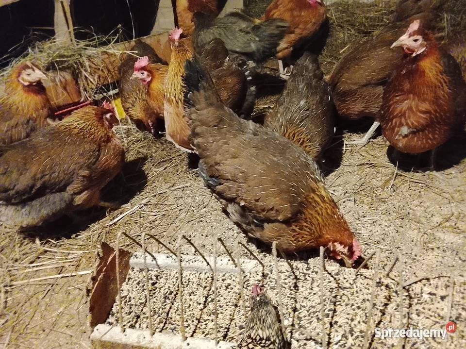 ZIELONONOZKI kurki nioski Drób i ptactwo Brzeźno