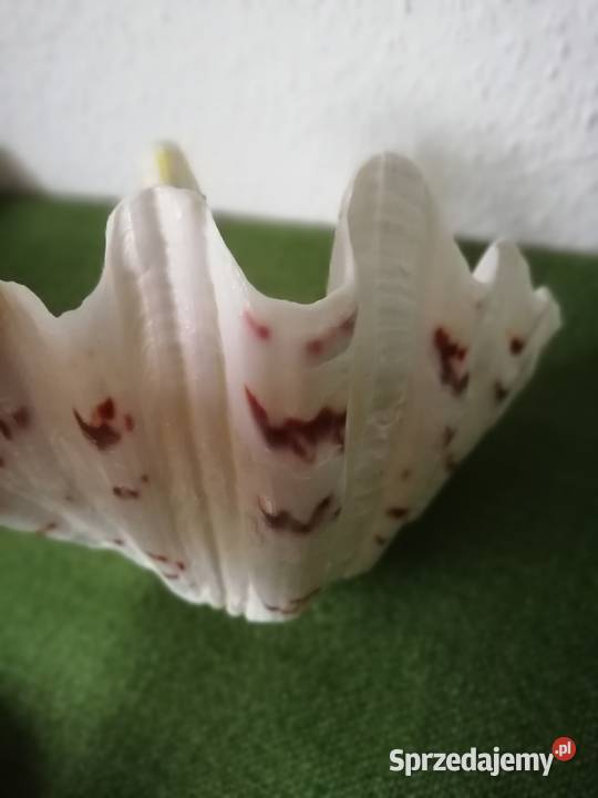 Piękny łabedż z muszli Ropa