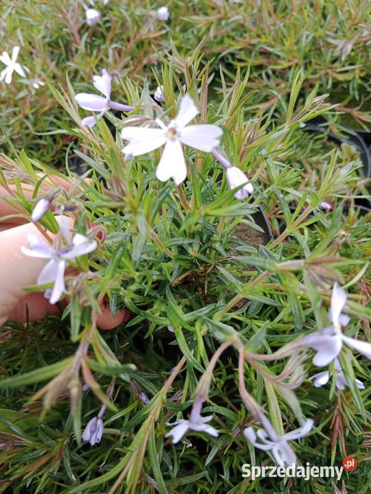 Truskawka poziomka flox mięta melisa lawenda kto Czulice