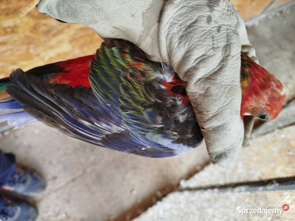 Rozella Białolica samiec 2025 r Brzeziny