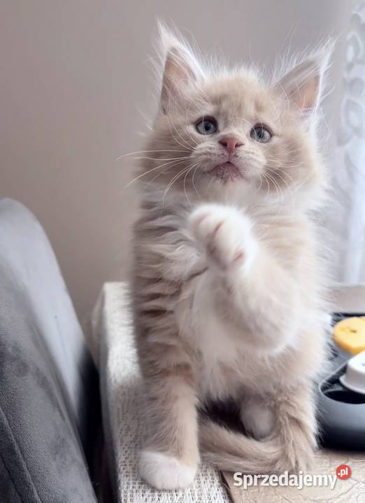 Maine Coon kotki dolnośląskie Wińsko