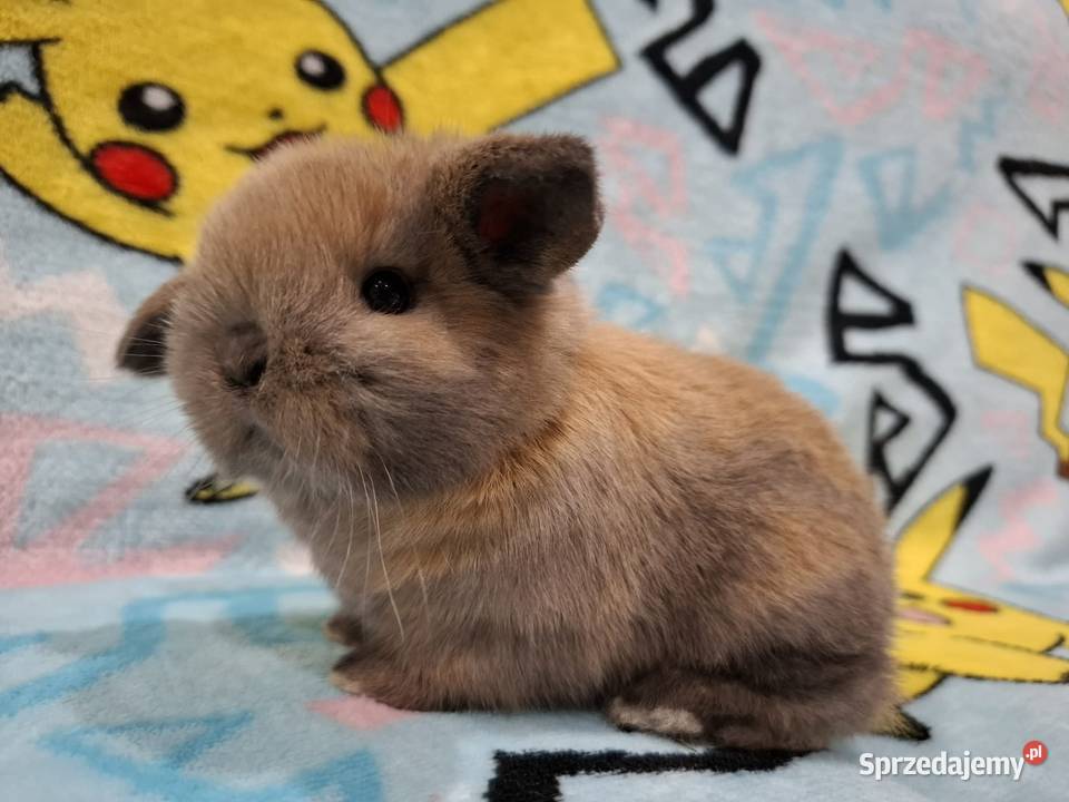 Karzełek baranek mini lop z oklapniętymi uszkami wielkopolskie Jarocin