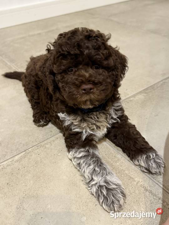 Lagotto Romagnolo pies na trufle DOGOTERAPIA Szczecin