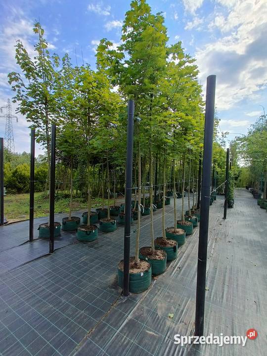 Klon pospolity nasadzenia zastępcze Białystok