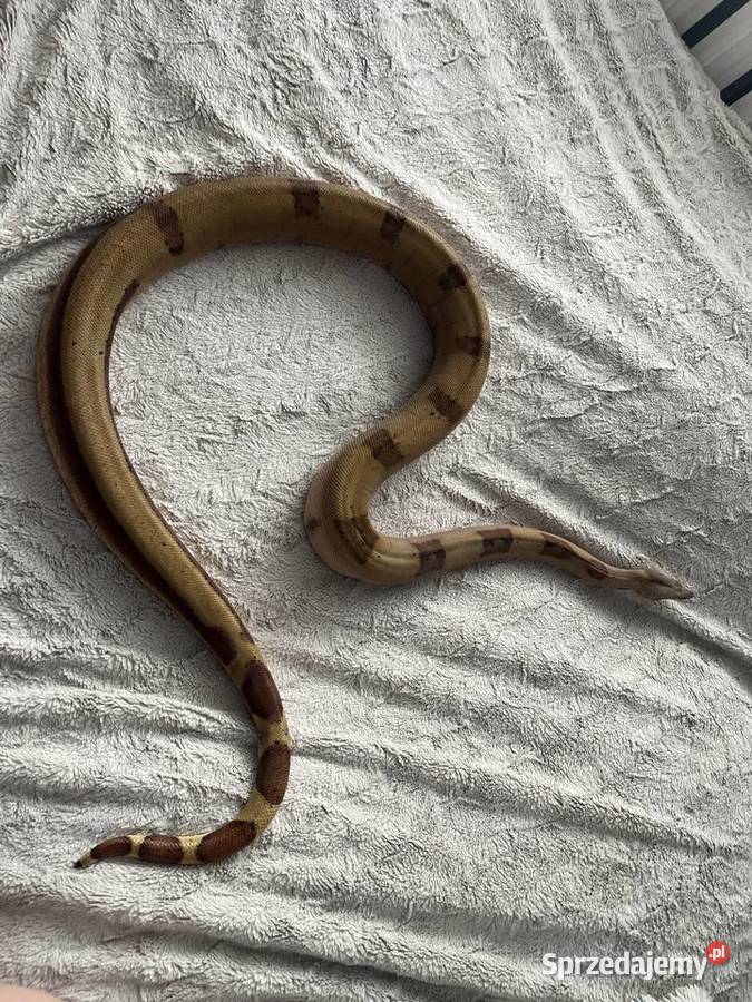 Boa imperator Boa cesarski wąż gad Sosnowiec