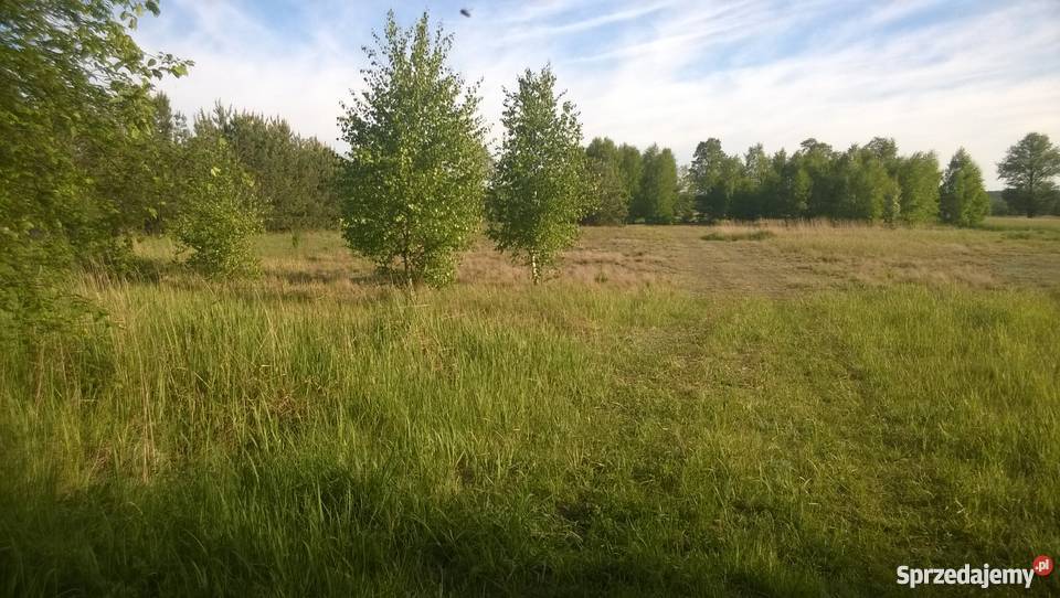 Działka budowlana 10000m2 1ha Wielki Wełcz koło Wielki Wełcz