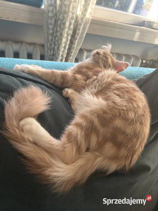 Kociaków Maine Coon Różne kolory Warszawa