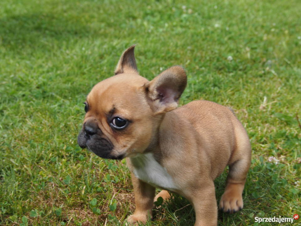 Buldog Francuski Skierniewice
