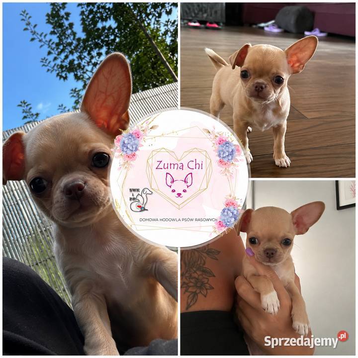 Chihuahua chłopcy Warszawa
