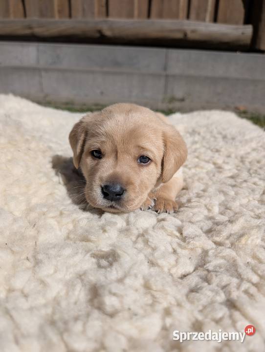 Labrador retriever Labrador Chmielno