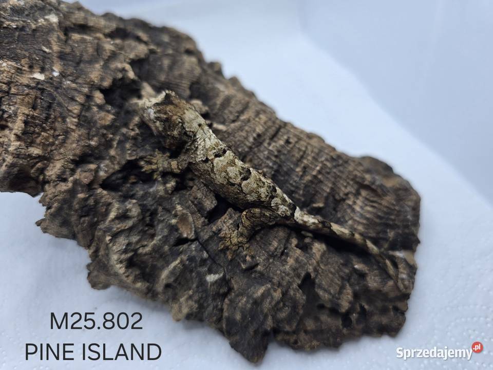 Gekon omszały śląskie Zawiercie