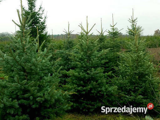 Choinki świerk Choinka świeżo cięta prosto z podlaskie Białystok