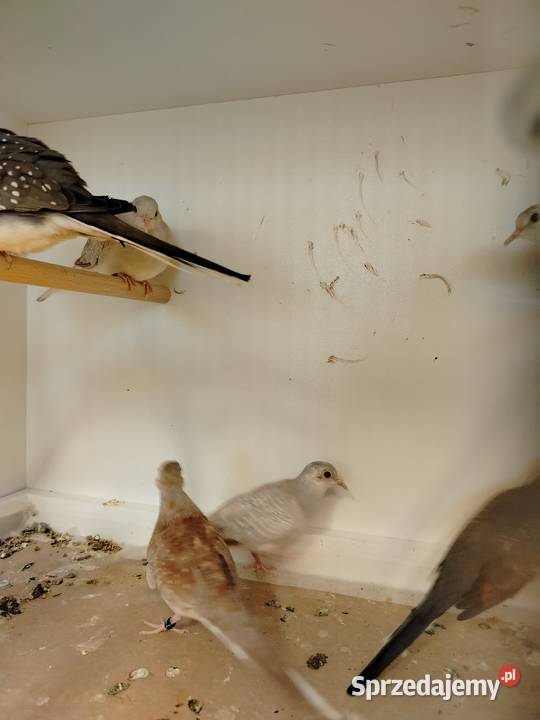 Gołąbki diamentowe 2025 Jarosław