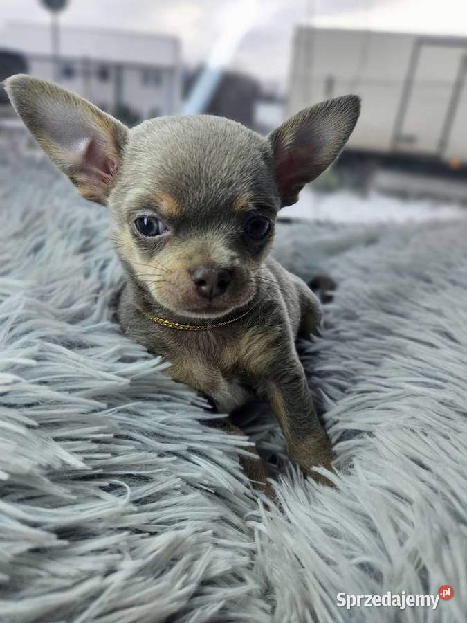 Mini piesek chihuahua Wrocław