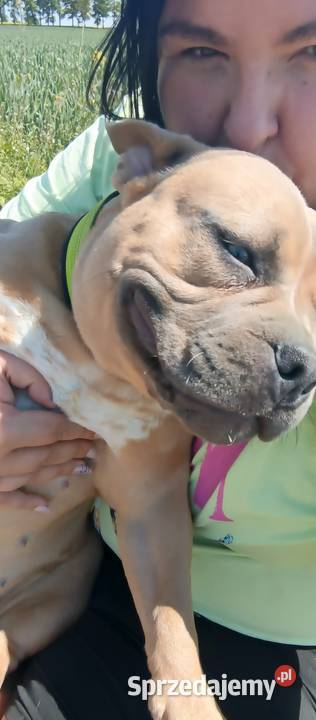 American Bully 1 rol suka metryka Bolesławiec