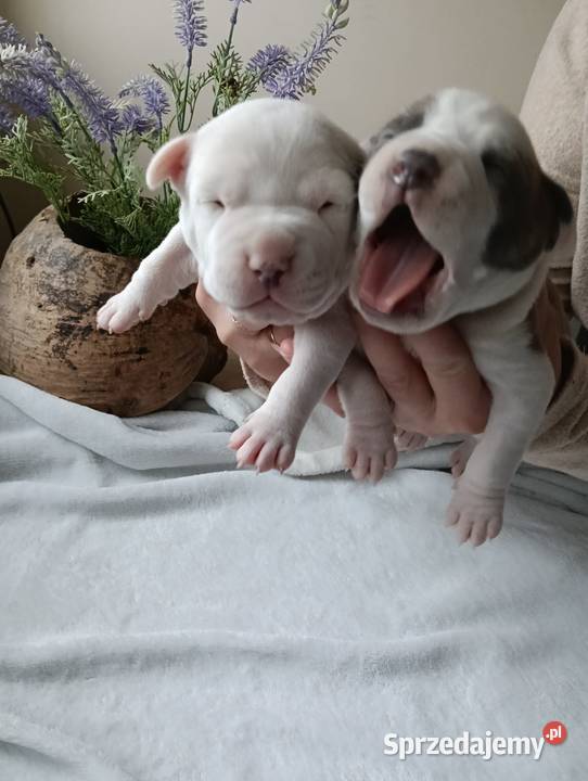 Piękne szczenięta American Staffordshire Terrier Kępno