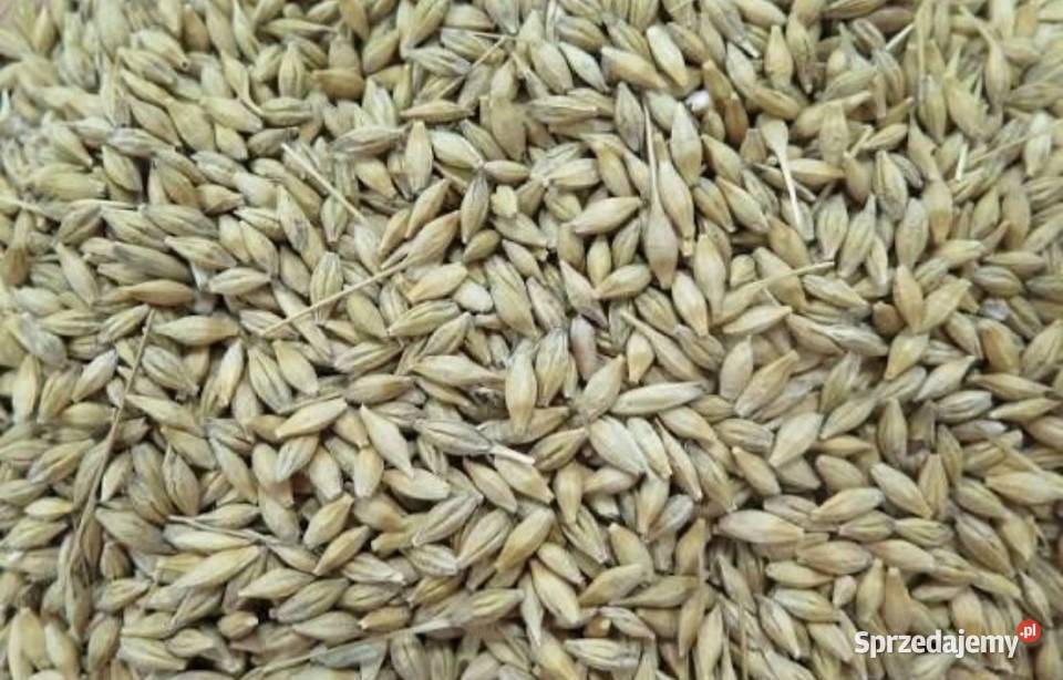 Jęczmień zimowy świętokrzyskie Skalbmierz