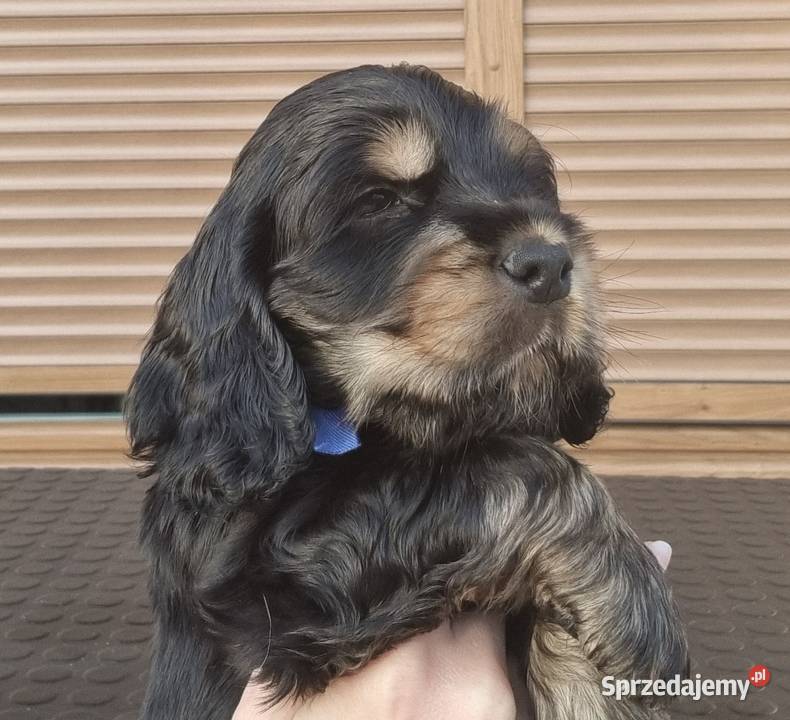 Cocker spaniel angielski