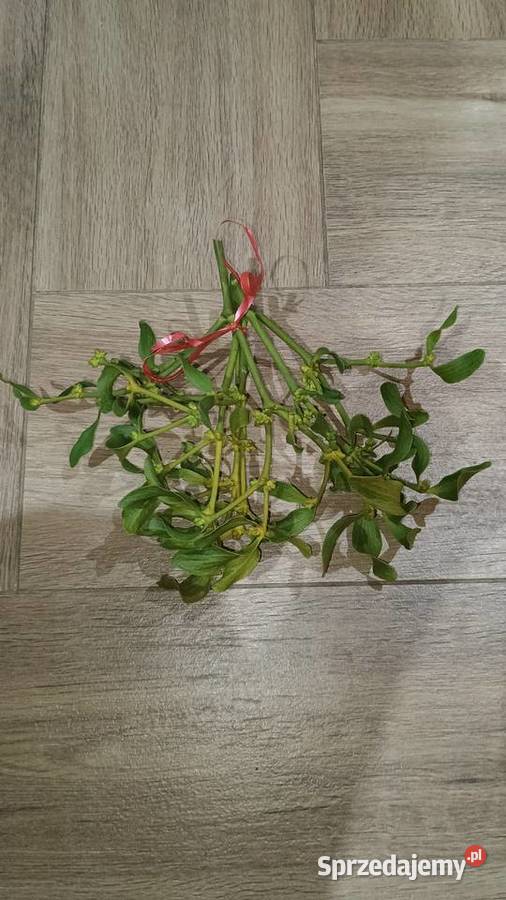 Jemioła POZNAŃ Gniezno Września i DARMOWA Poznań sprzedam