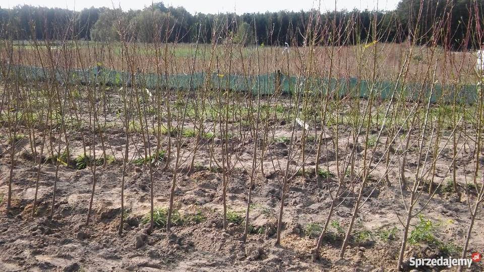 DRZEWKA OWOCOWE Brzeźno