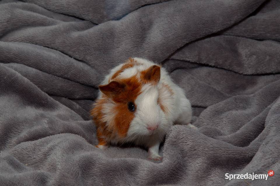 świnka morska cavia domowa SAMIEC Koszyce Wielkie sprzedam