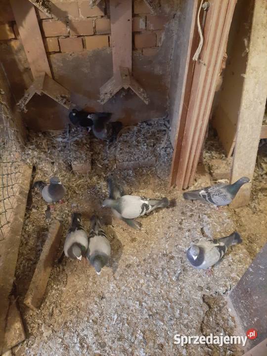 Sprzedam gołębielikwidacja hodowli Starosiedle