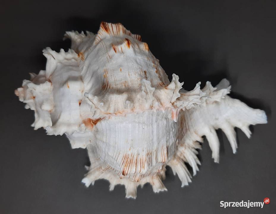 Muszla Rozkolec 1 jasny Duża Pozostałe lubelskie Lublin