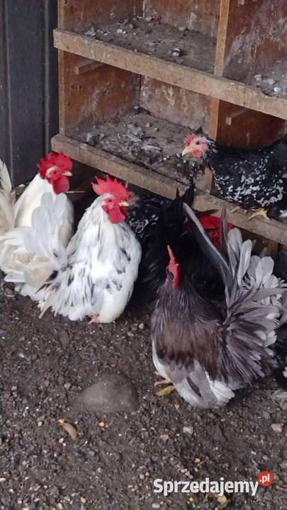 Młode kury chabo OSTATNIA PARA NA SPRZEDAŻ Plemięta