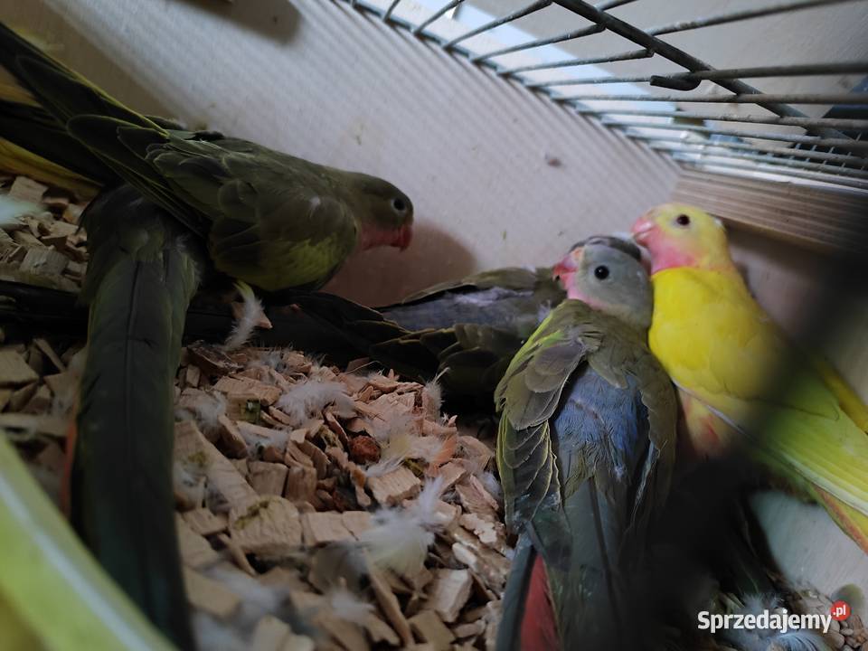 Papugi księżniczki walli małopolskie Bochnia