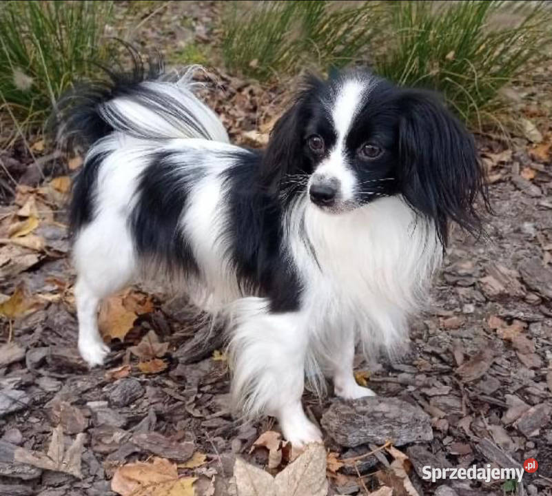 Spaniel kontynentalny phalene odmiana papillon Bielsko-Biała