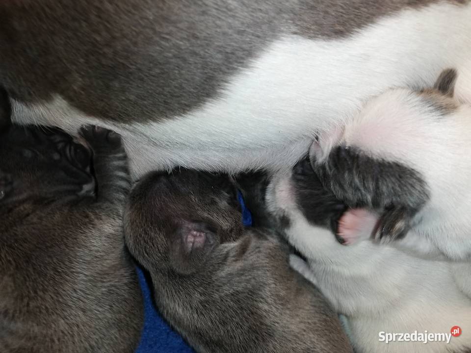 buldog francuski niebieskie i białoniebieskie Borzęcin sprzedam