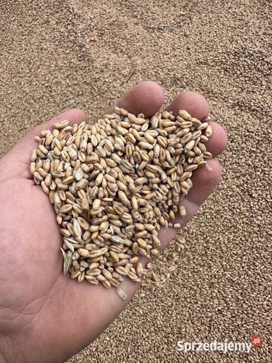 Pszenica zbiór 2025 Pustków sprzedam
